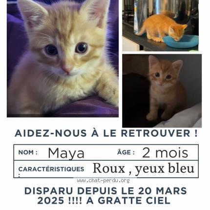Foto 1/1 Maya Chat perdido en Villeurbanne