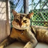 Foto del gato perdido en Sodepur Kolkata