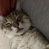 Foto del gato perdido en Issy L Eveque