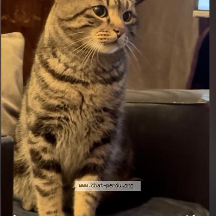 Foto 1/1 Jean-Claude BATTISTA Chat perdido en Mulhouse