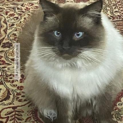 Foto 1/1 TYBER Chat perdido en Arudy