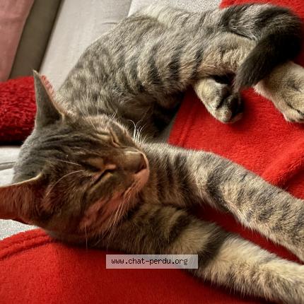 Foto 1/1 Isabelle Fassio Chat perdido en St jean de vedas