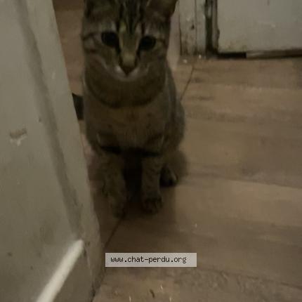 Foto 1/1 Starlette Chat perdido en Meaux