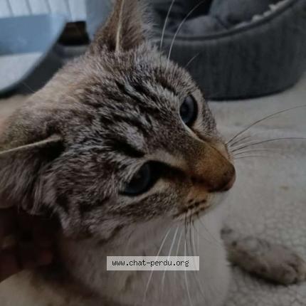 Foto 1/1 Gato encontrado Encontrado en Montpellier