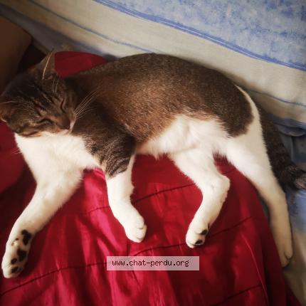 Foto 1/1 Comète Chat perdido en Vitry aux loges