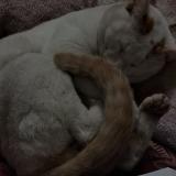 Foto del gato perdido en Kolkata