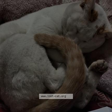 Foto 1/1 Nolu Chat perdido en Kolkata