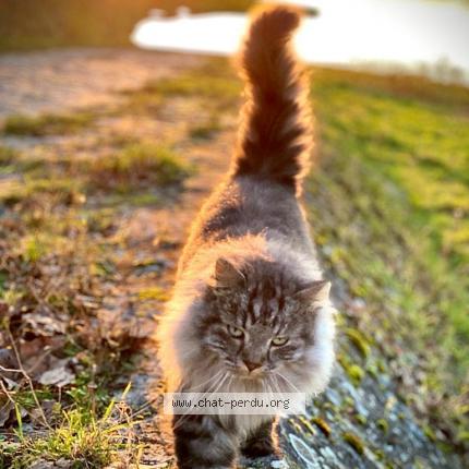 Foto 1/1 Maya Chat perdido en Soings en sologne