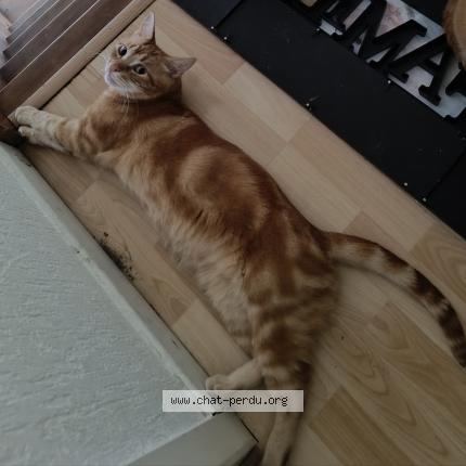 Foto 1/1 Minou Chat perdido en Chatillon sur chalaronne