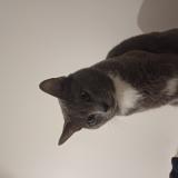 Foto del gato perdido en Villeurbanne