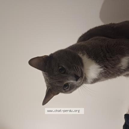 Foto 1/1 Michou Chat perdido en Villeurbanne