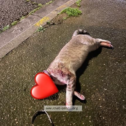 Foto 1/1 Gato encontrado Encontrado en Blagnac