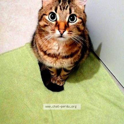 Foto 1/1 Yoshi Chat perdido en Le mans