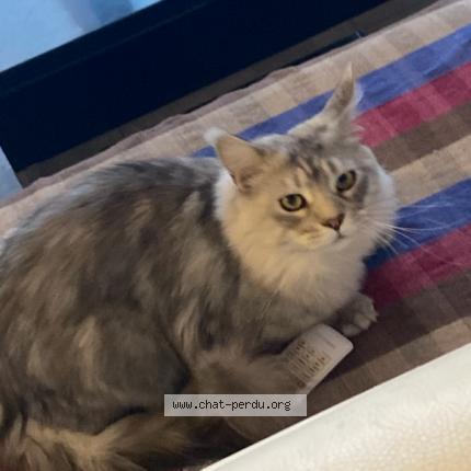 Foto 1/1 Simba Chat perdido en Marseille