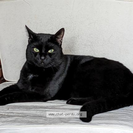 Foto 1/1 Uby Chat perdido en Croix