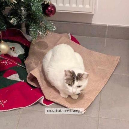 Foto 1/1 Mouchette Chat perdido en Mehun sur yevre