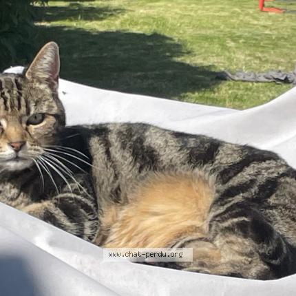 Foto 1/1 Maya Chat perdido en Halluin