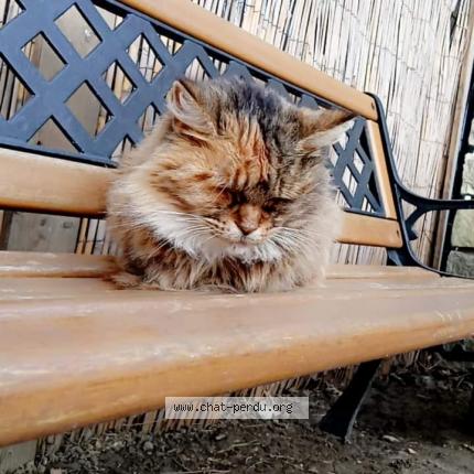 Foto 1/1 Kitty Chat perdido en Servas