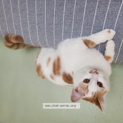 Foto 1/1 Nuage Chat perdido en Sainte colombe la commanderie