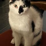 Foto del gato perdido en Villepreux