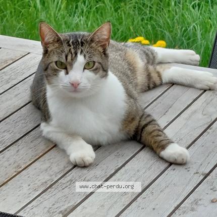 Foto 1/1 Murphy Chat perdido en Luxembourg cessange