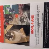 Foto del gato perdido en Gignac La Nerthe