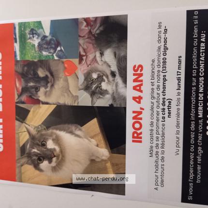 Foto 1/1 Iron Chat perdido en Gignac la nerthe