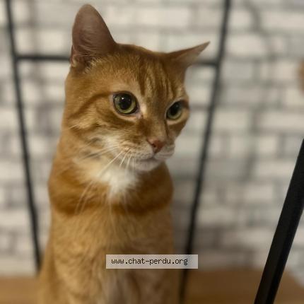 Foto 1/1 KIKO repond au nom de chaton Chat perdido en Ormoy la riviere