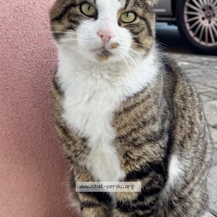 Foto 1/1 Miaous Chat perdido en Perouse