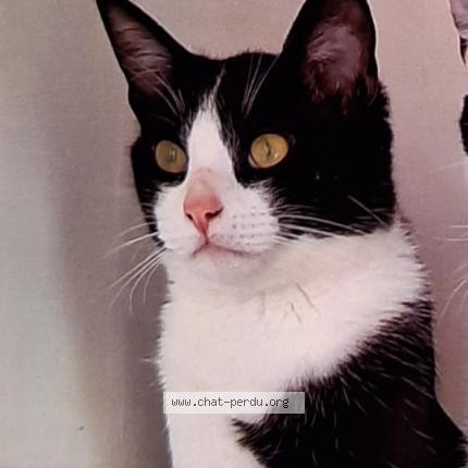 Foto 1/1 PTILOU Chat perdido en Loqueffret