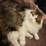 Foto del gato perdido en Messery