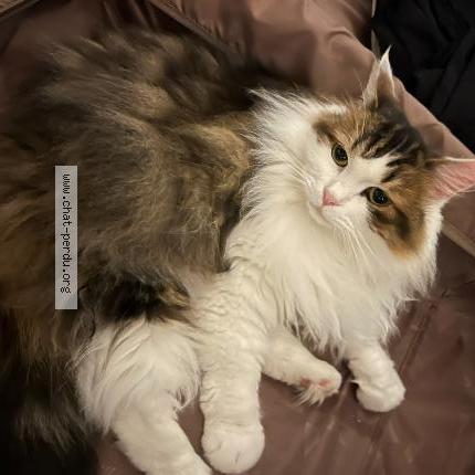 Foto 1/1 Lana barbier Chat perdido en Messery