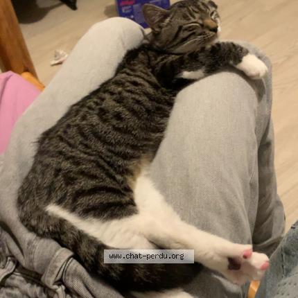 Foto 1/2 Winni Chat perdido en Perigueux