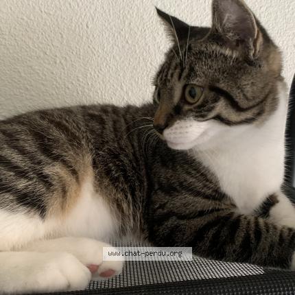 Foto 2/2 Winni Chat perdido en Perigueux