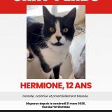 Foto del gato perdido en St Pierre D Oleron