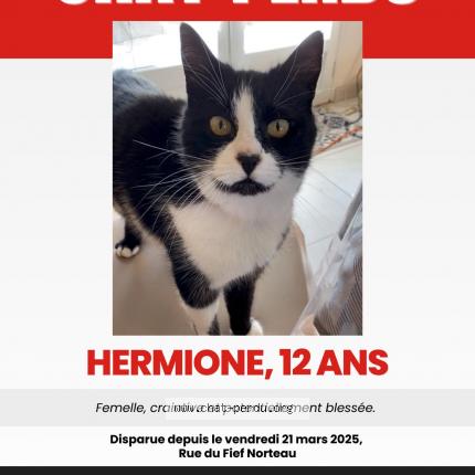 Foto 1/1 Hermione Chat perdido en St pierre d oleron