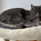 Foto del gato perdido en Toussus Le Noble