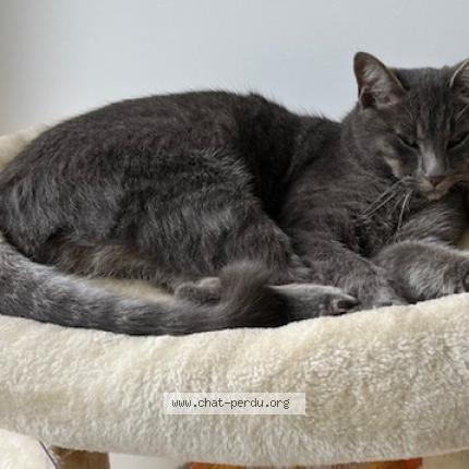 Foto 1/1 Loki Chat perdido en Toussus le noble