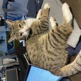 Foto del gato perdido en Sorans Les Breurey