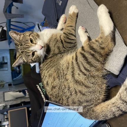Foto 1/1 Calvin Chat perdido en Sorans les breurey