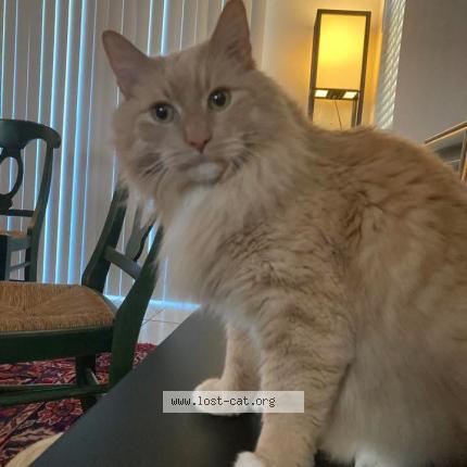 Foto 1/1 Max Chat perdido en Rancho cordova