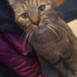 Foto del gato perdido en Reims