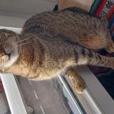 Foto del gato perdido en Hayange