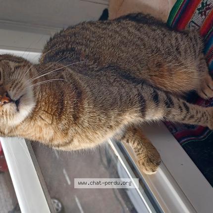 Foto 1/1 Véronique PETIT Chat perdido en Hayange