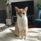 Foto del gato perdido en Chazelles Sur Lyon