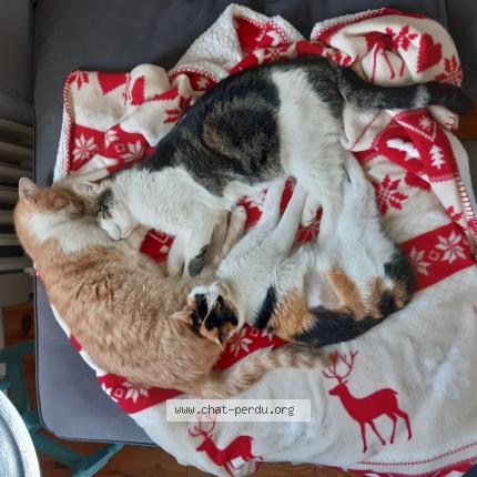 Foto 3/3 Nougat Chat perdido en Chazelles sur lyon