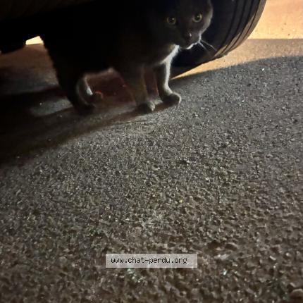 Foto 1/1 Gato encontrado Encontrado en Rouen