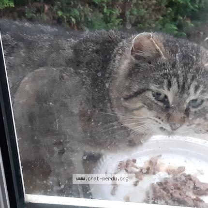 Foto 1/1 Gato encontrado Encontrado en Talange