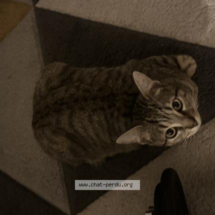 Foto 1/1 Sheeta Chat perdido en Saint etienne