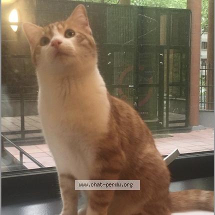 Foto 1/1 CARAMEL Chat perdido en Maison laffitte
